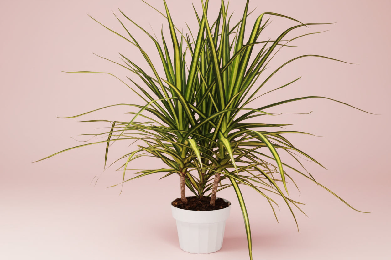 Dracaena Marginata 'Sunshine'