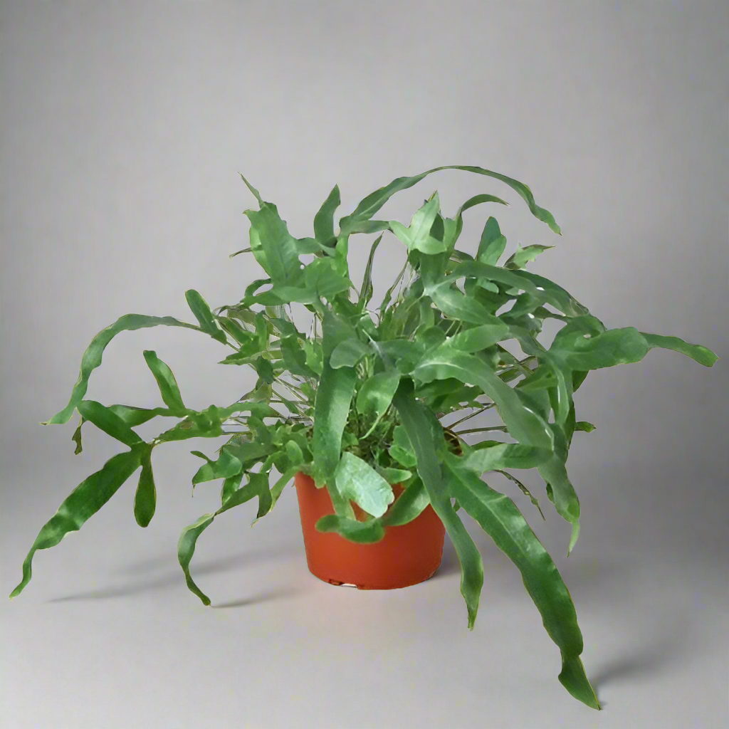 Fern 'Blue Star'