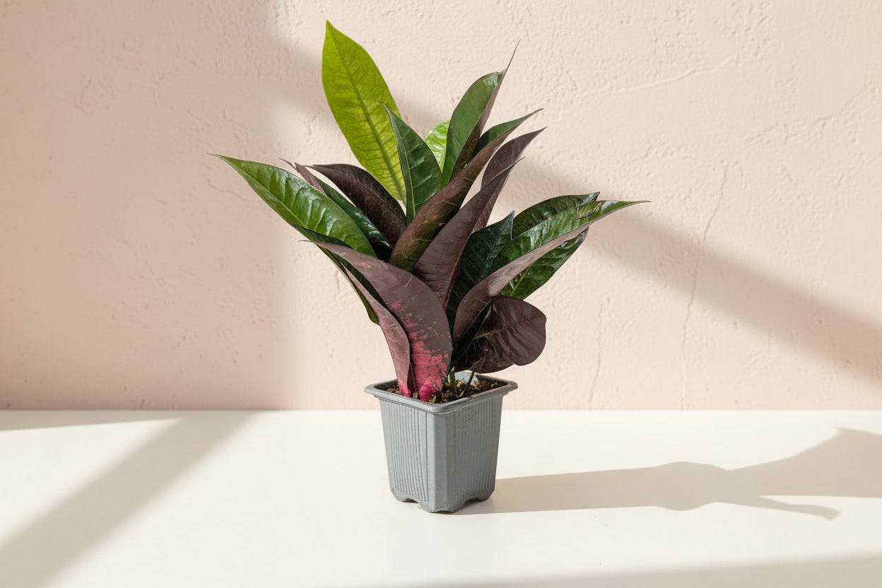 Croton 'Iceton'