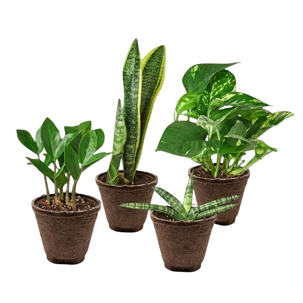 Easy Care Variety Bundle