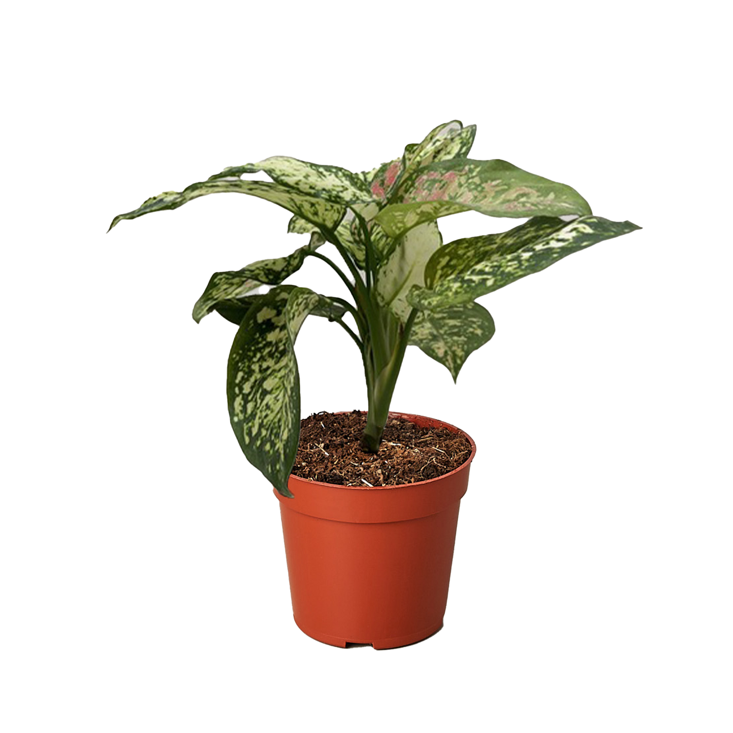 Chinese Evergreen 'Wishes'