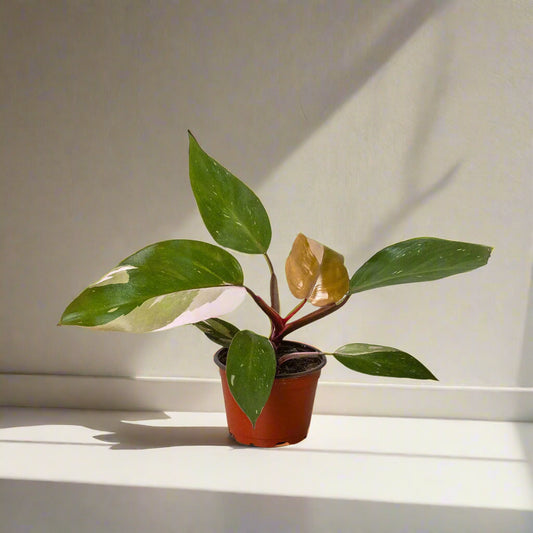 Philodendron 'Pink Princess'