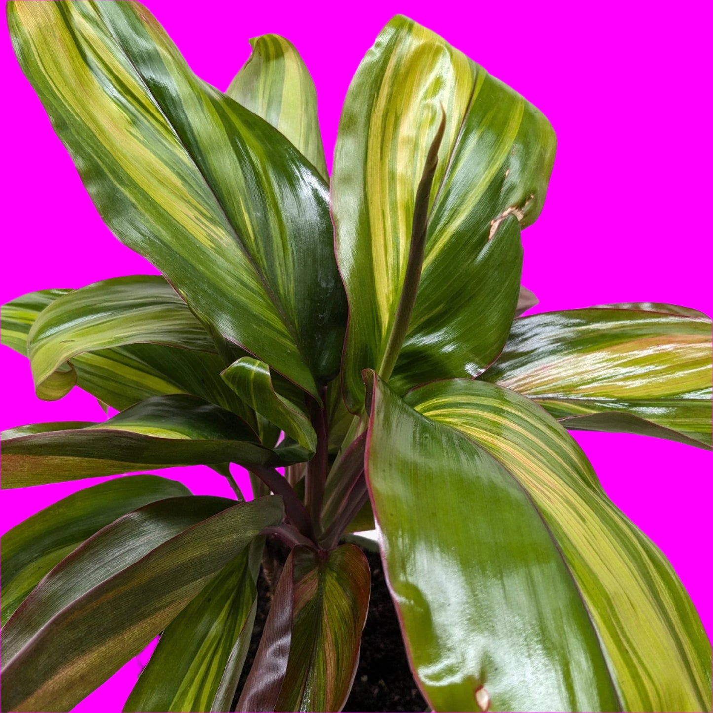 Cordyline Willies Gold