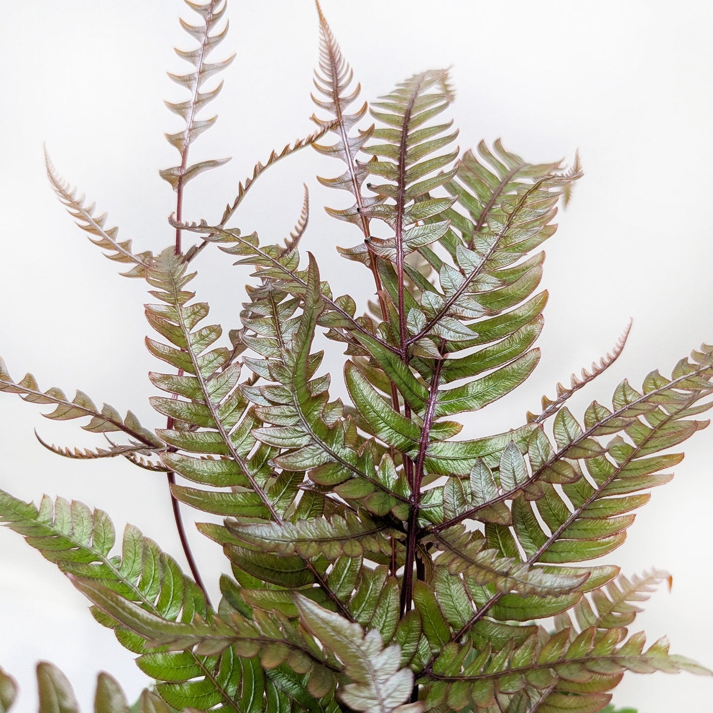 Fern 'Tricolor Pteris'
