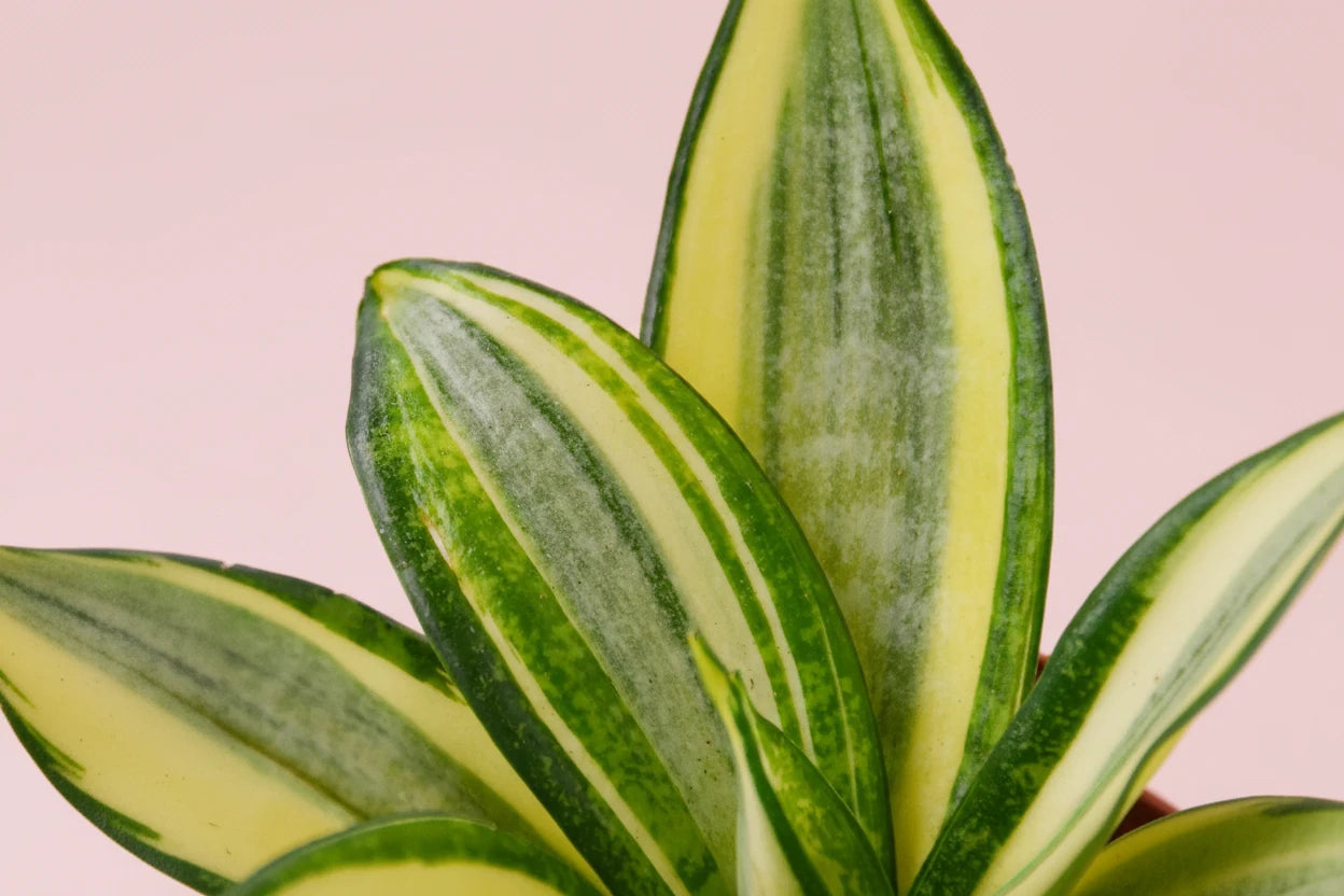 Snake Plant Gold Hahnii