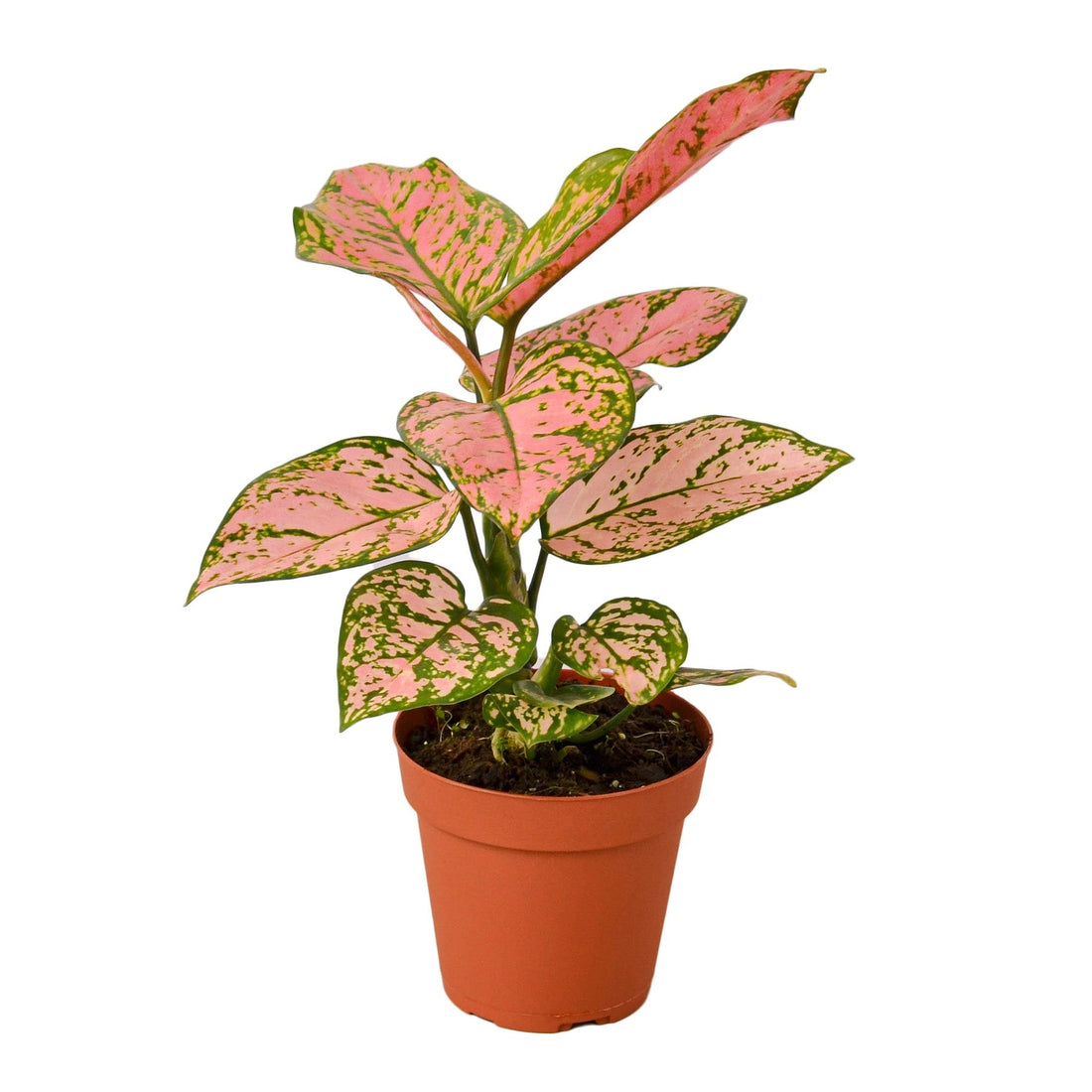 Pink and green Chinese Evergreen leaves for a yellow-leaf troubleshooting guide