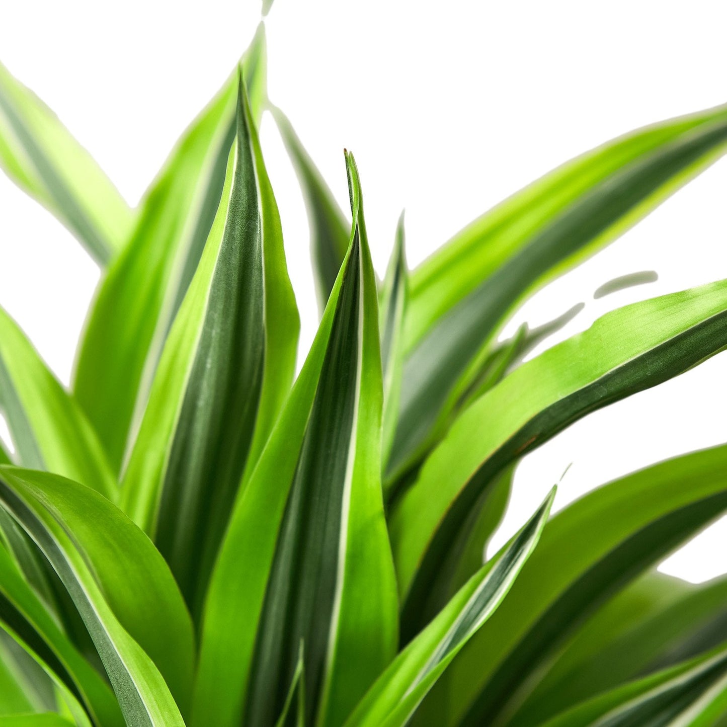 Dracaena 'Lemon Lime'