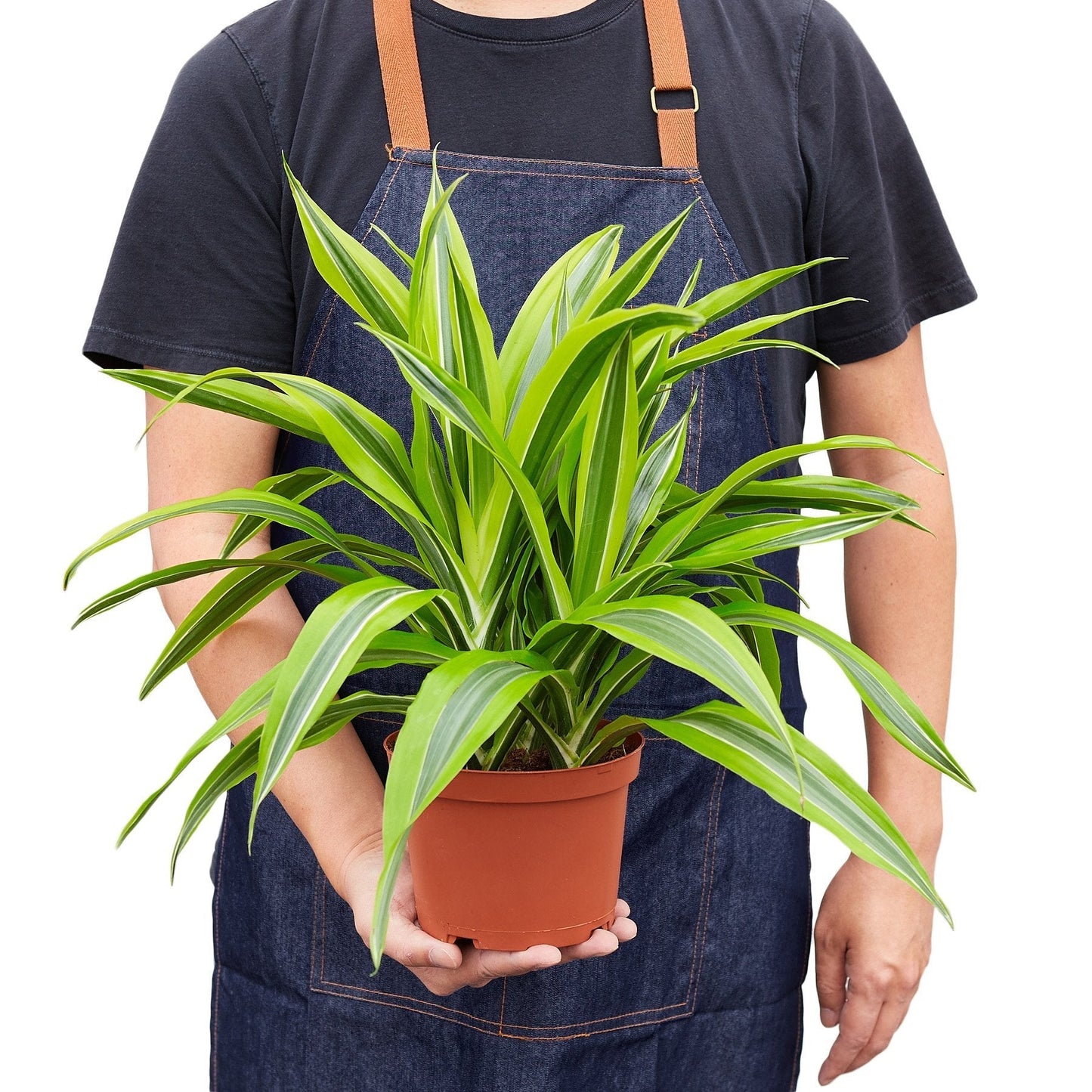 Dracaena 'Lemon Lime'