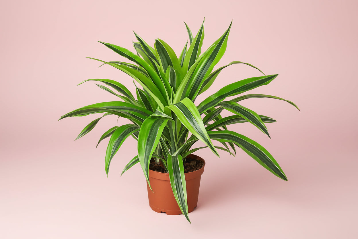 Dracaena 'Lemon Lime'