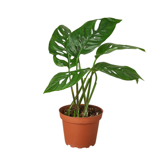 Monstera Adansonii 'Swiss Cheese' - 4" Pot — Nursery Pot | Moderate Care