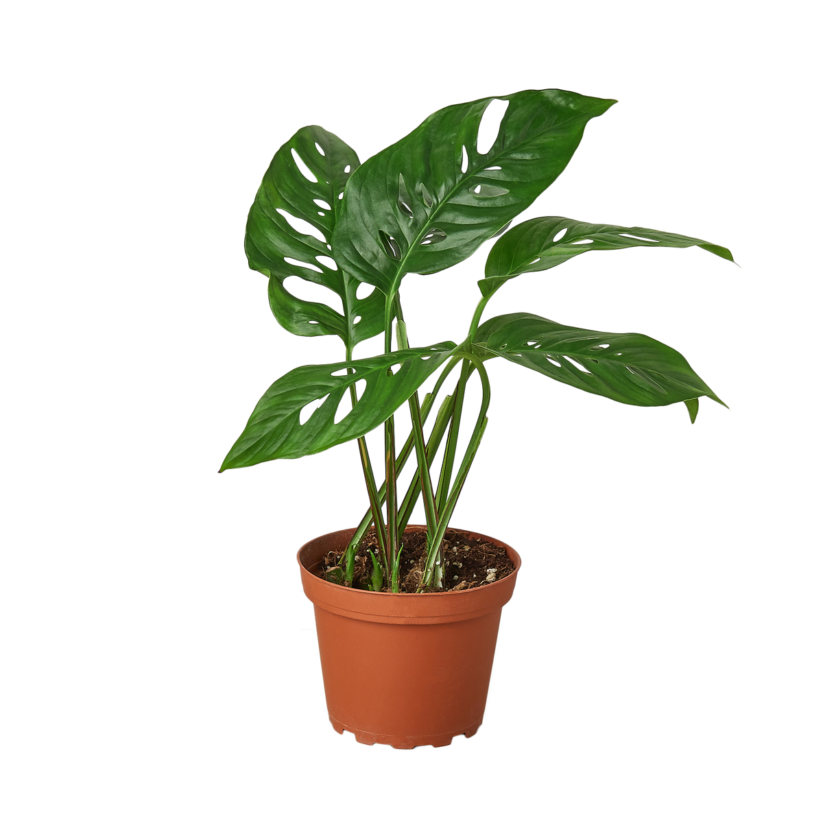 Monstera Adansonii 'Swiss Cheese' - 6" Pot - NURSERY POT ONLY