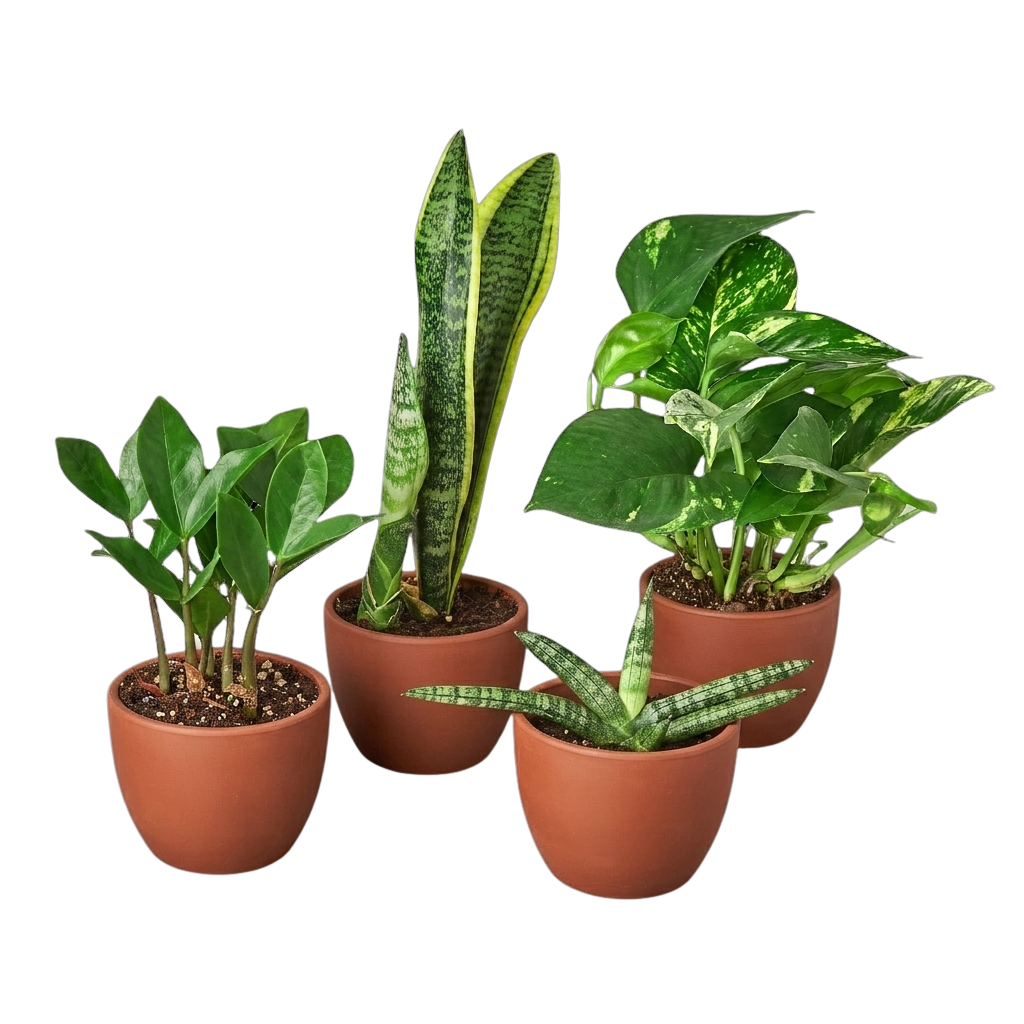 Easy Care Variety Bundle