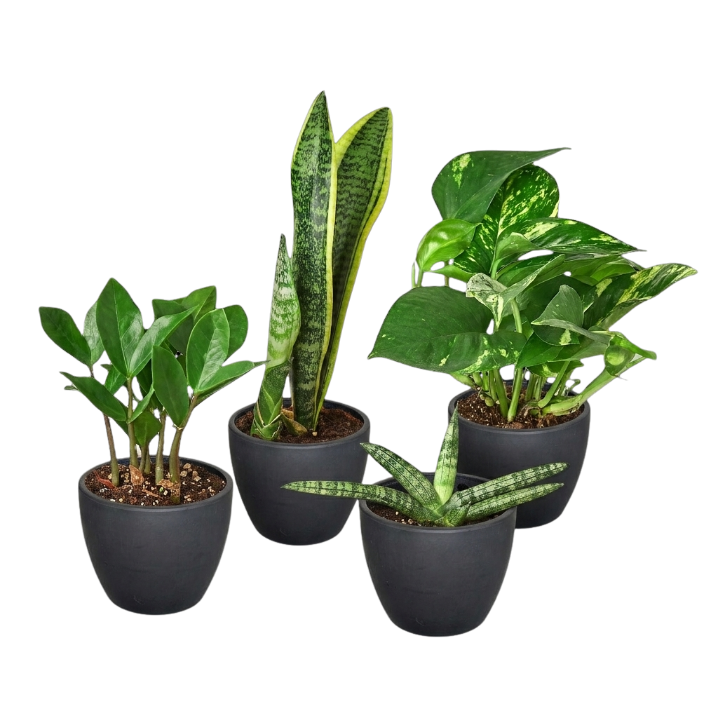 Easy Care Variety Bundle