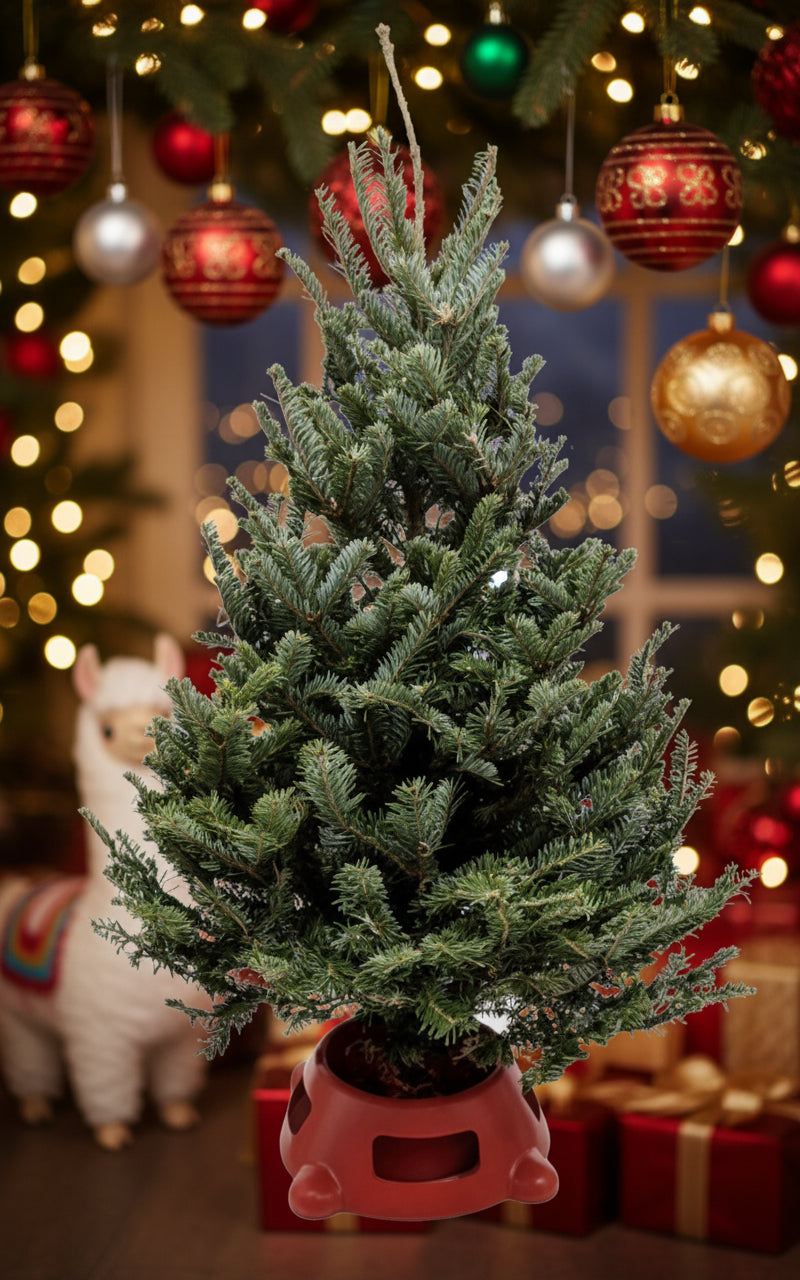 3'-4' Fraser Fir Christmas Tree with Stand