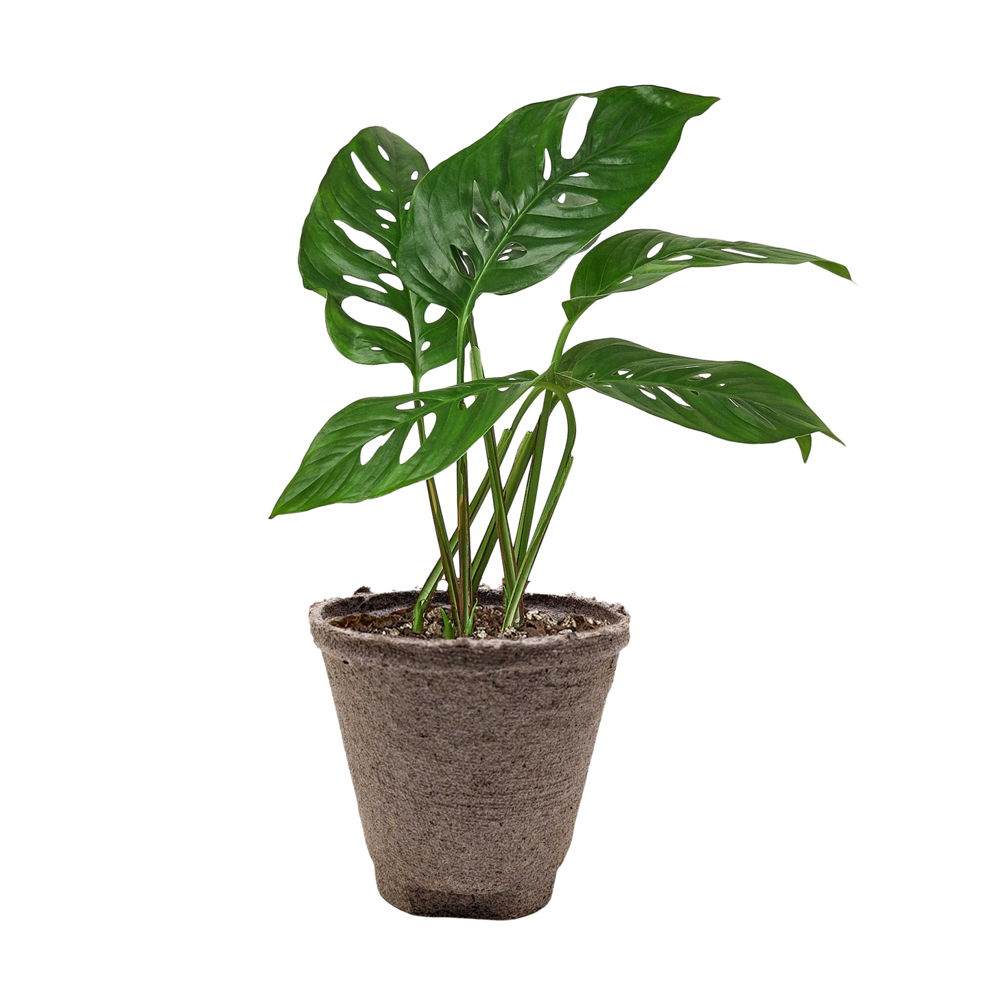 Monstera Adansonii 'Swiss Cheese'