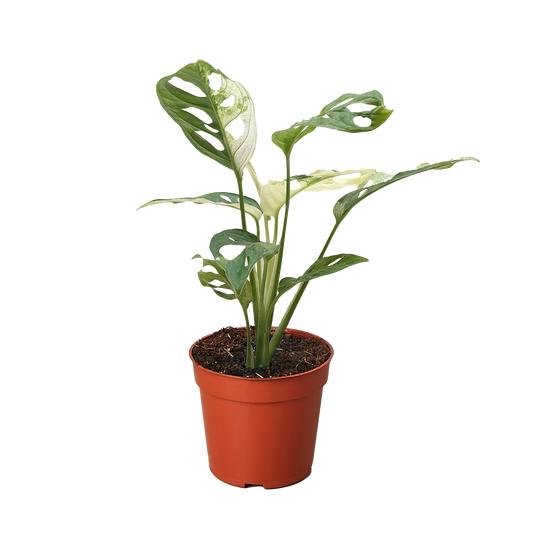Monstera Adansonii 'Swiss Cheese Variegated' | Moderate Care