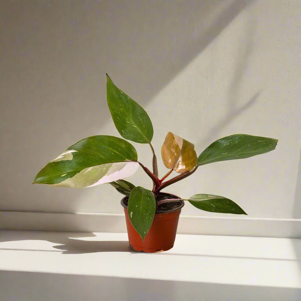 Philodendron 'Pink Princess'