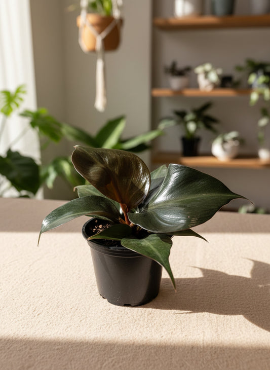 Philodendron 'Red Heart'