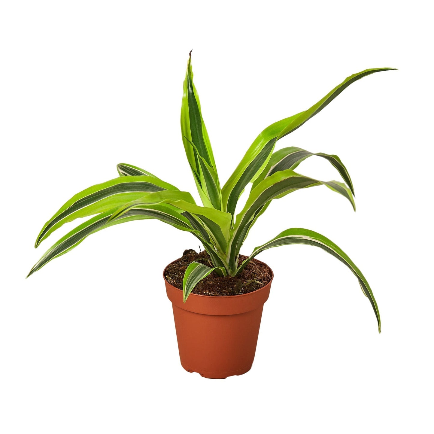 Dracaena 'Lemon Lime'