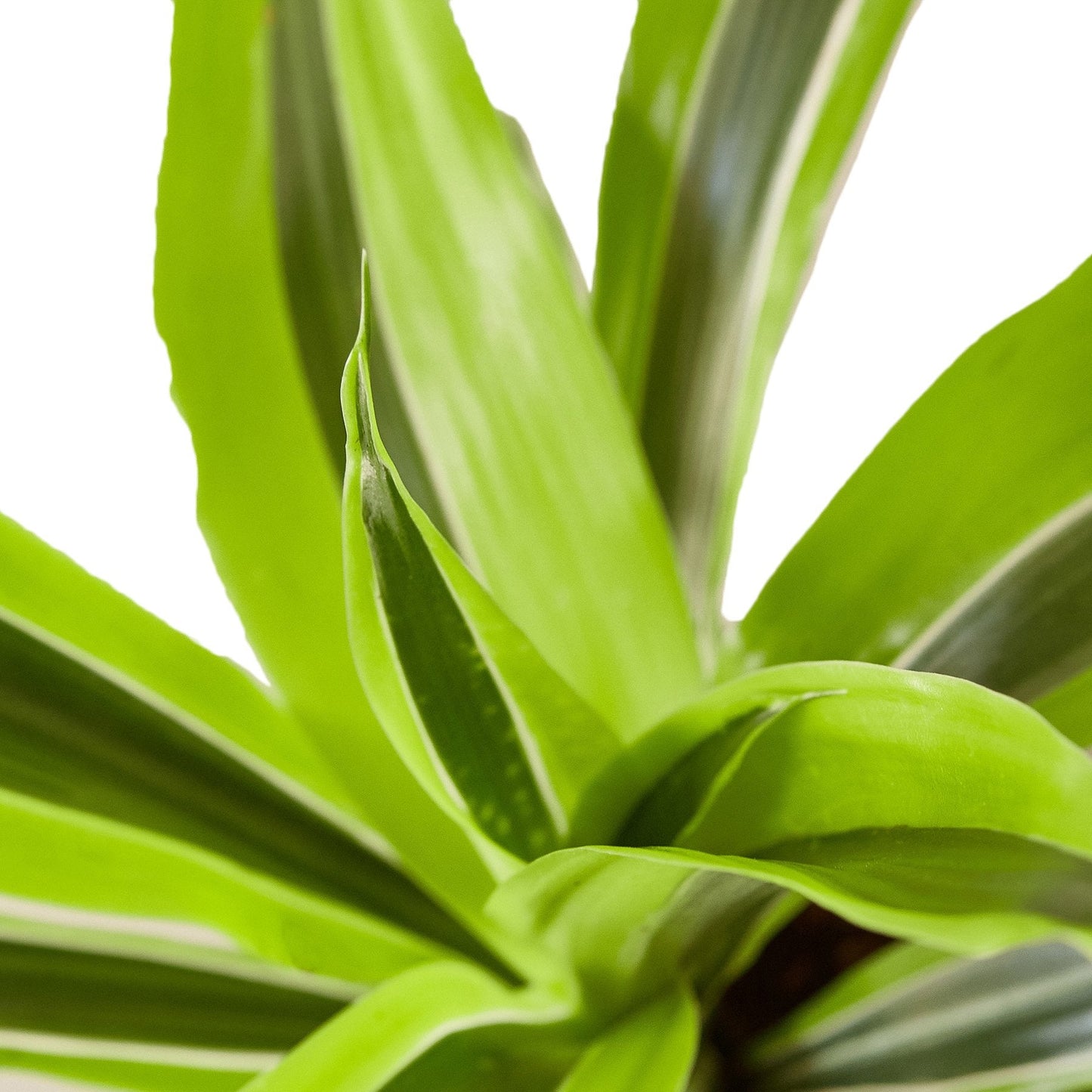 Dracaena 'Lemon Lime'