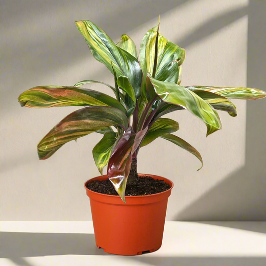Cordyline Willies Gold