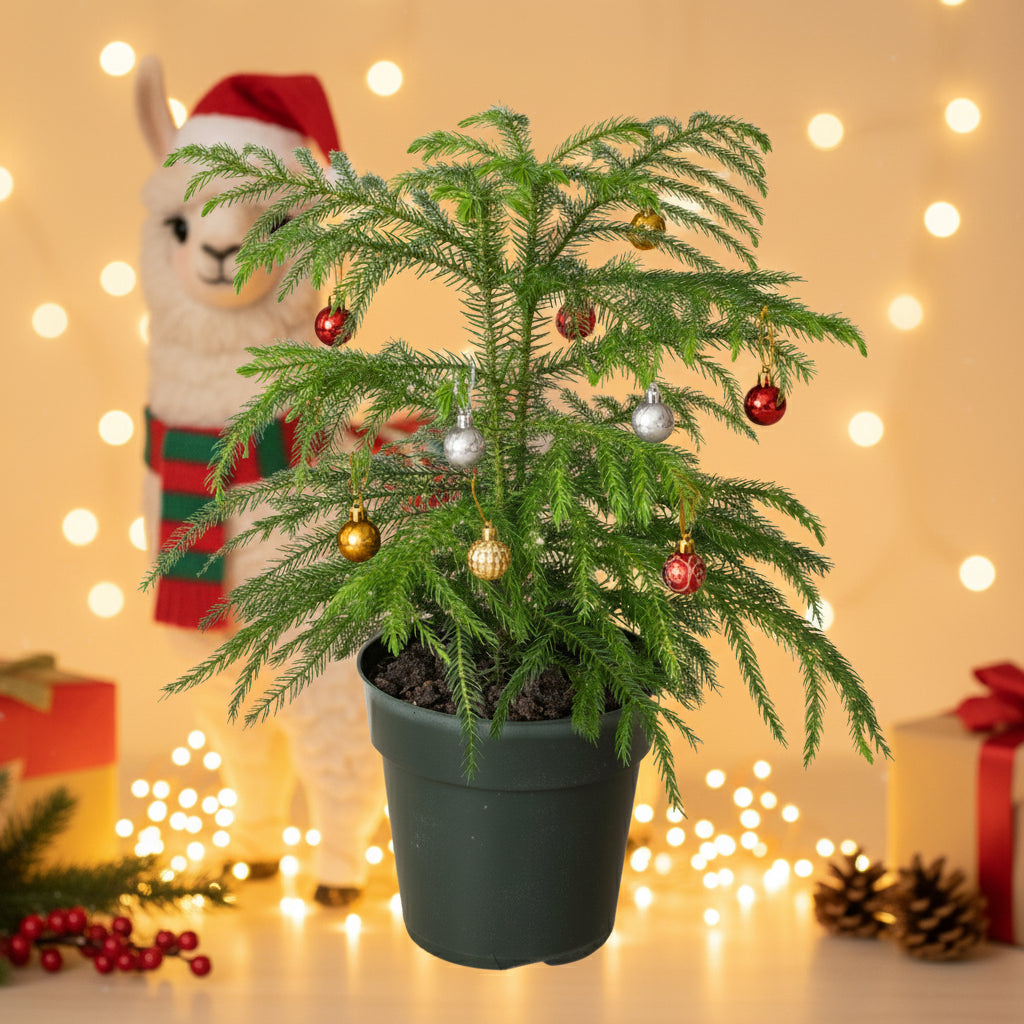 Norfolk 'Island Pine'