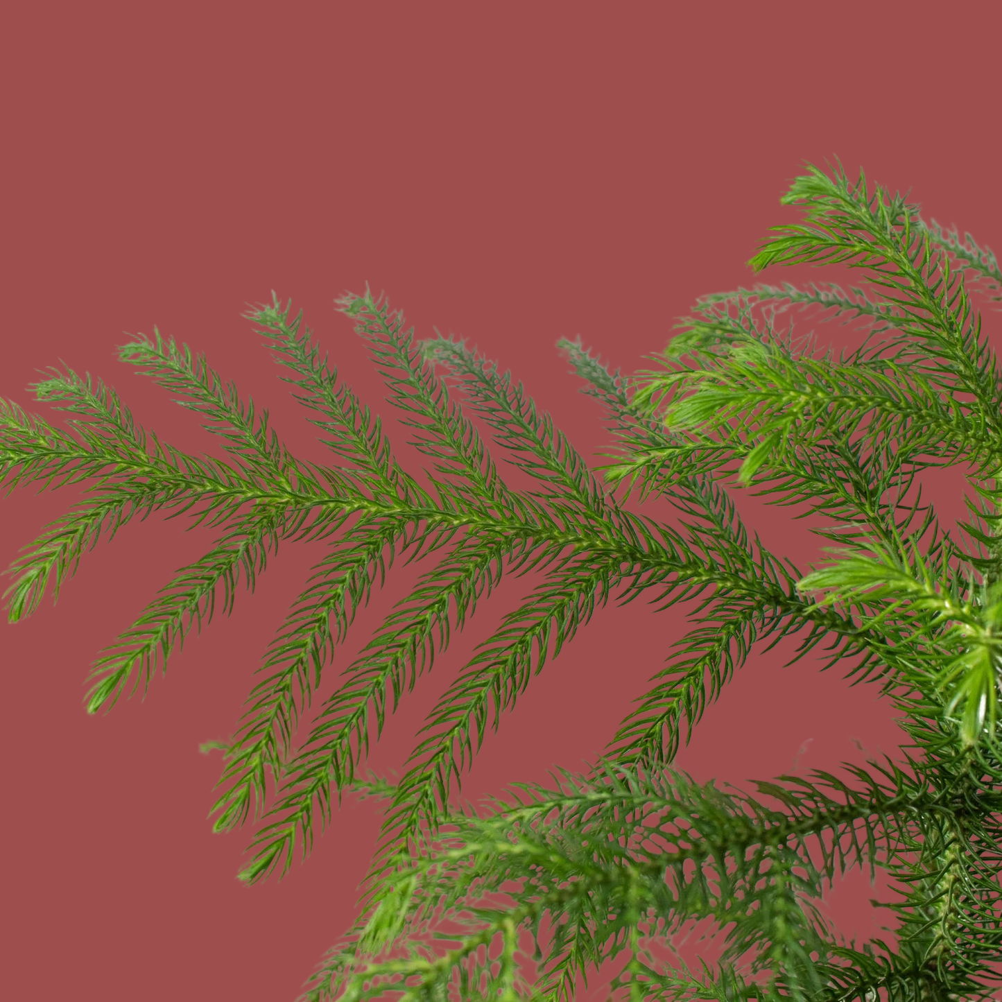 Norfolk 'Island Pine'