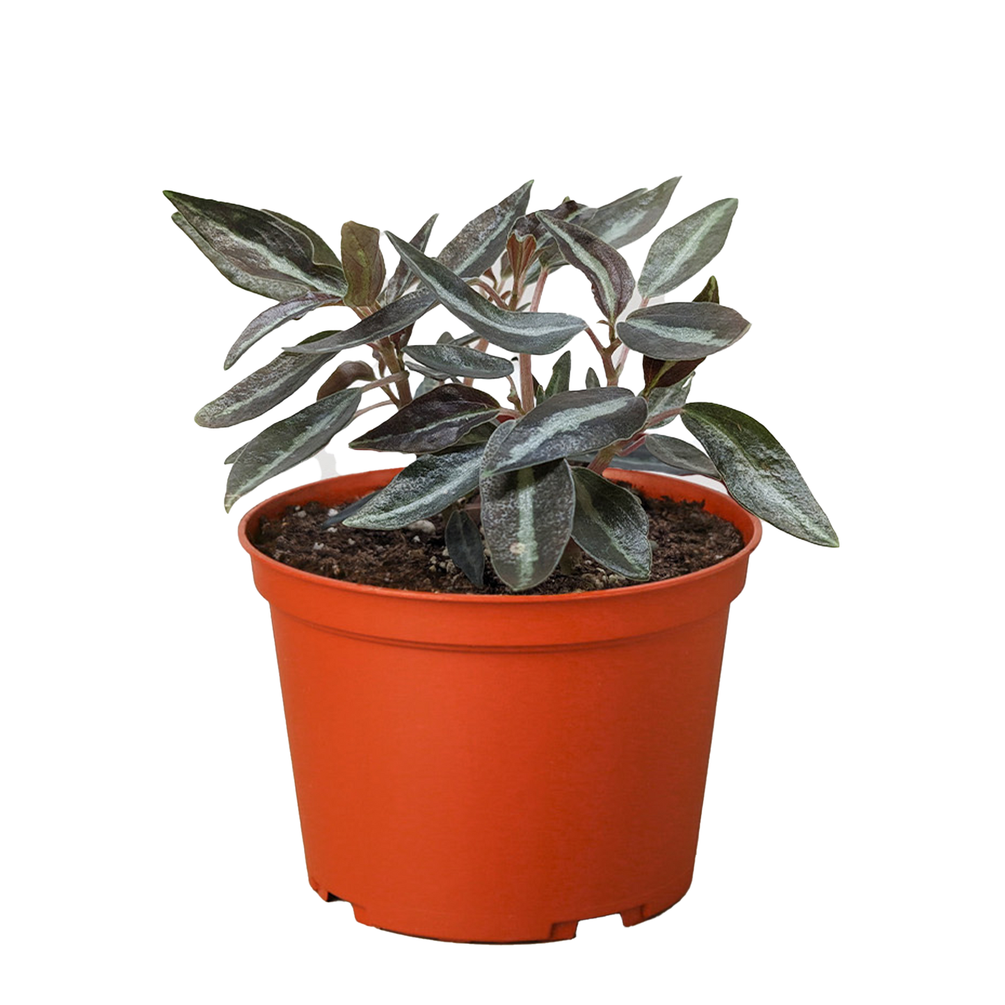 Peperomia 'Metallica'