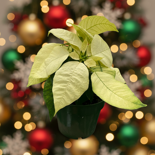 Poinsettia 'White'