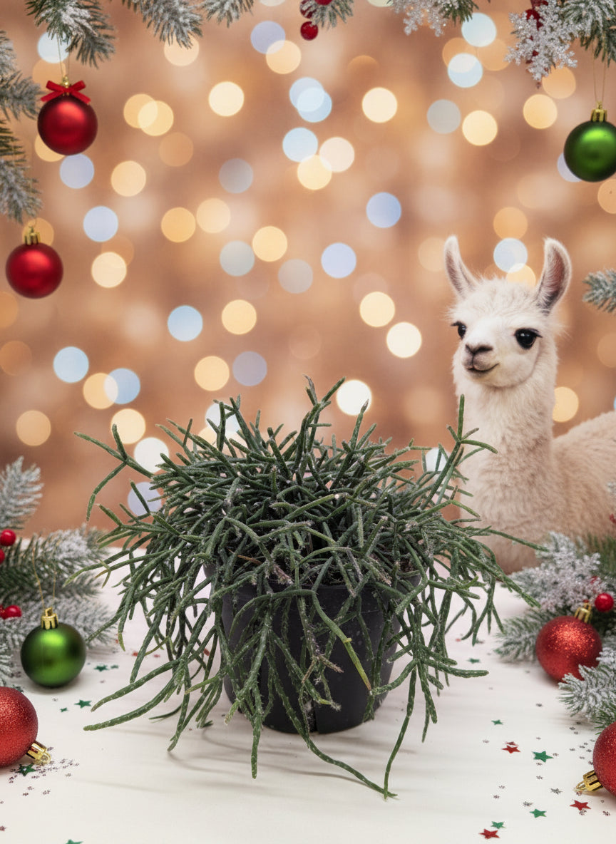 Succulent Cactus 'Mistletoe'