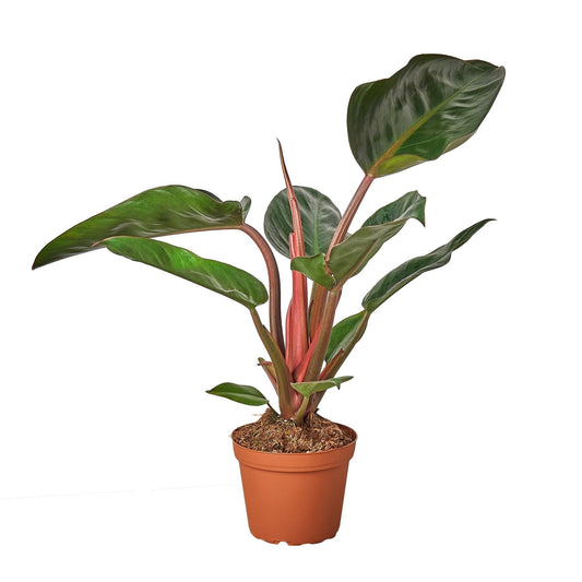 Philodendron 'Congo Rojo' - 6" Pot — Nursery Pot | Easy Care