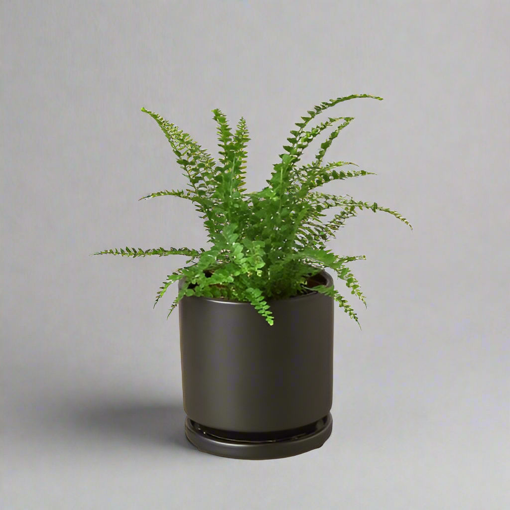 Fern 'Lemon Button'