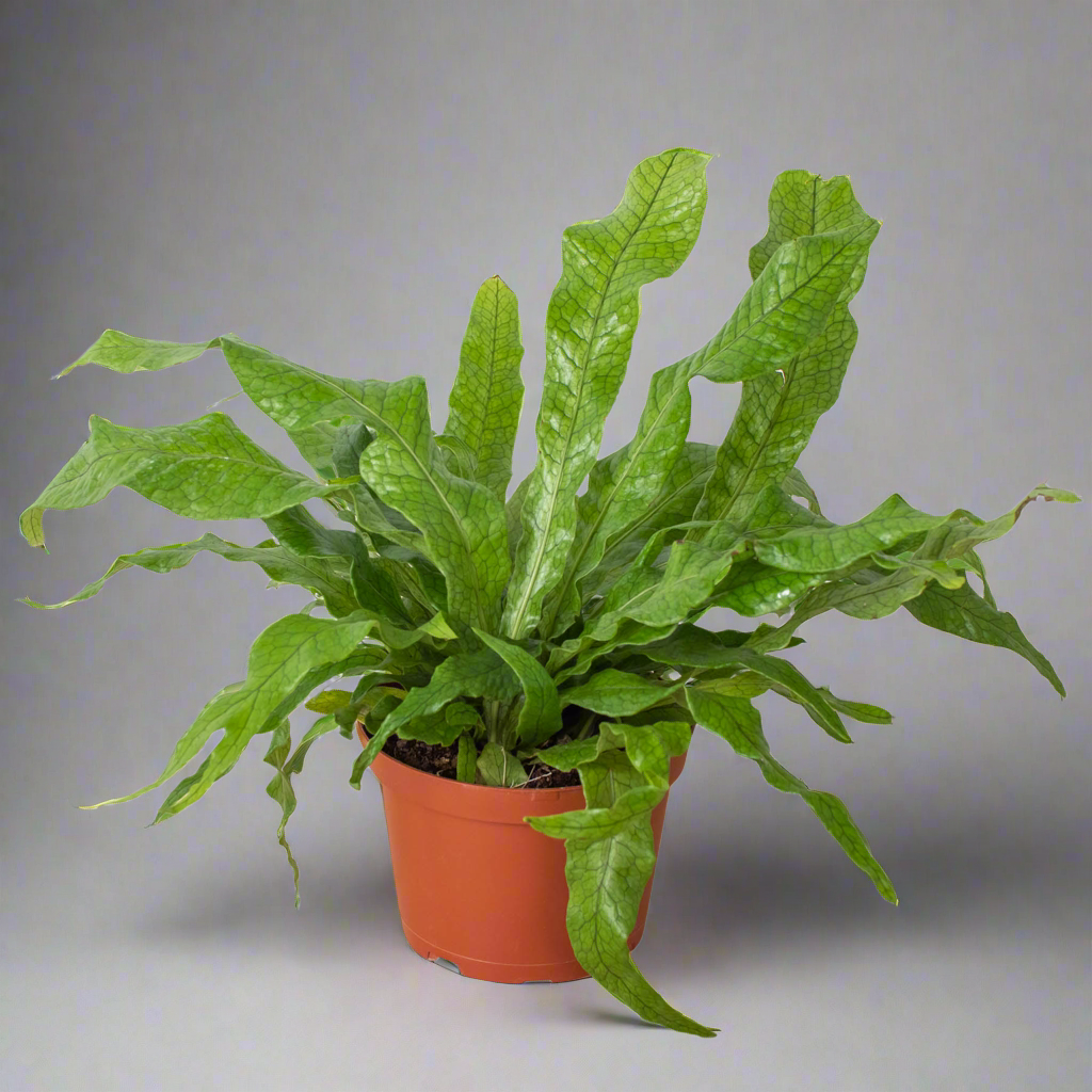 Fern 'Crocodile'
