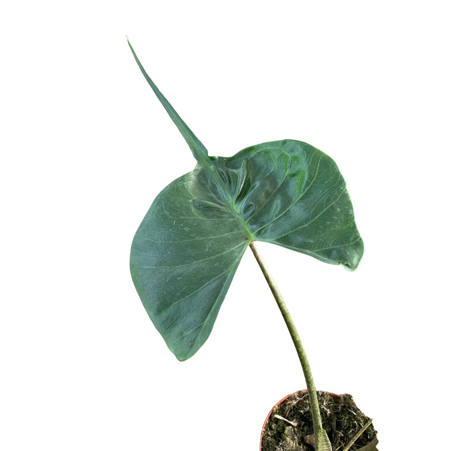 Alocasia macrorrhizos 'Stingray'