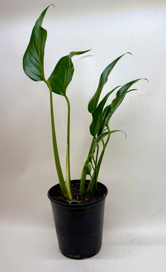 Monstera Burle Marx Flame