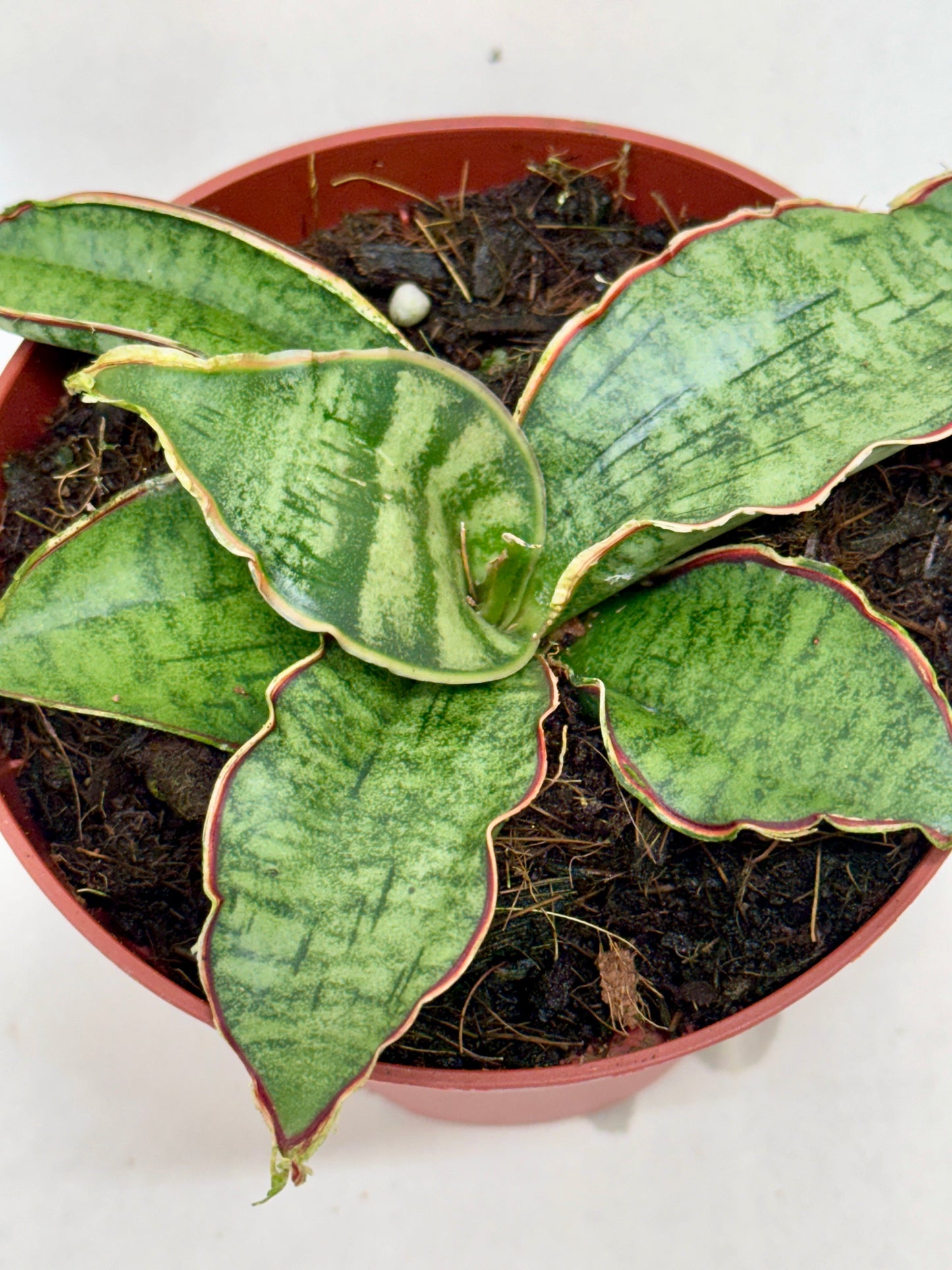 Snake Plant 'Silver Blue'