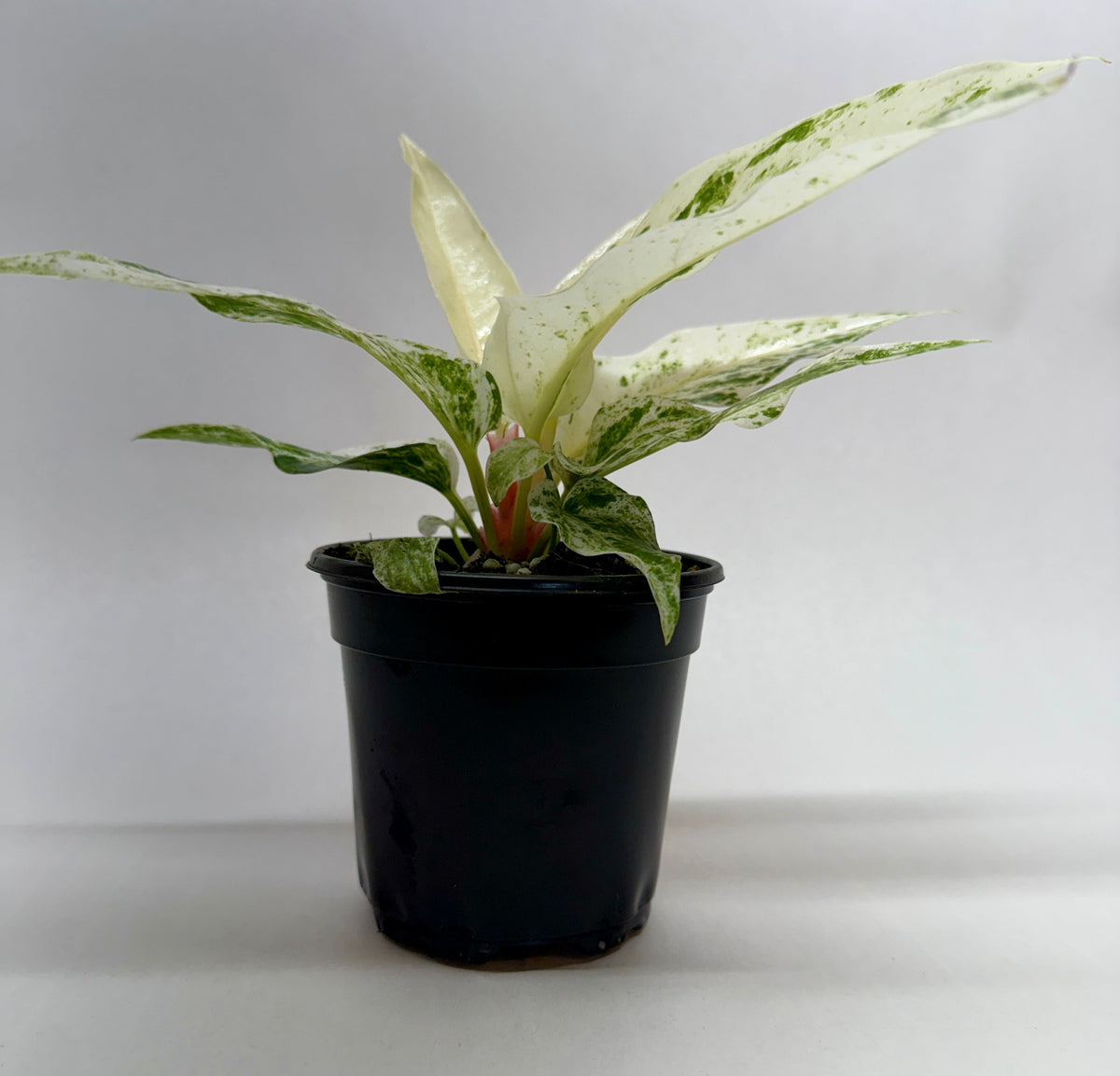 Anthurium 'Variegated Hookeri'