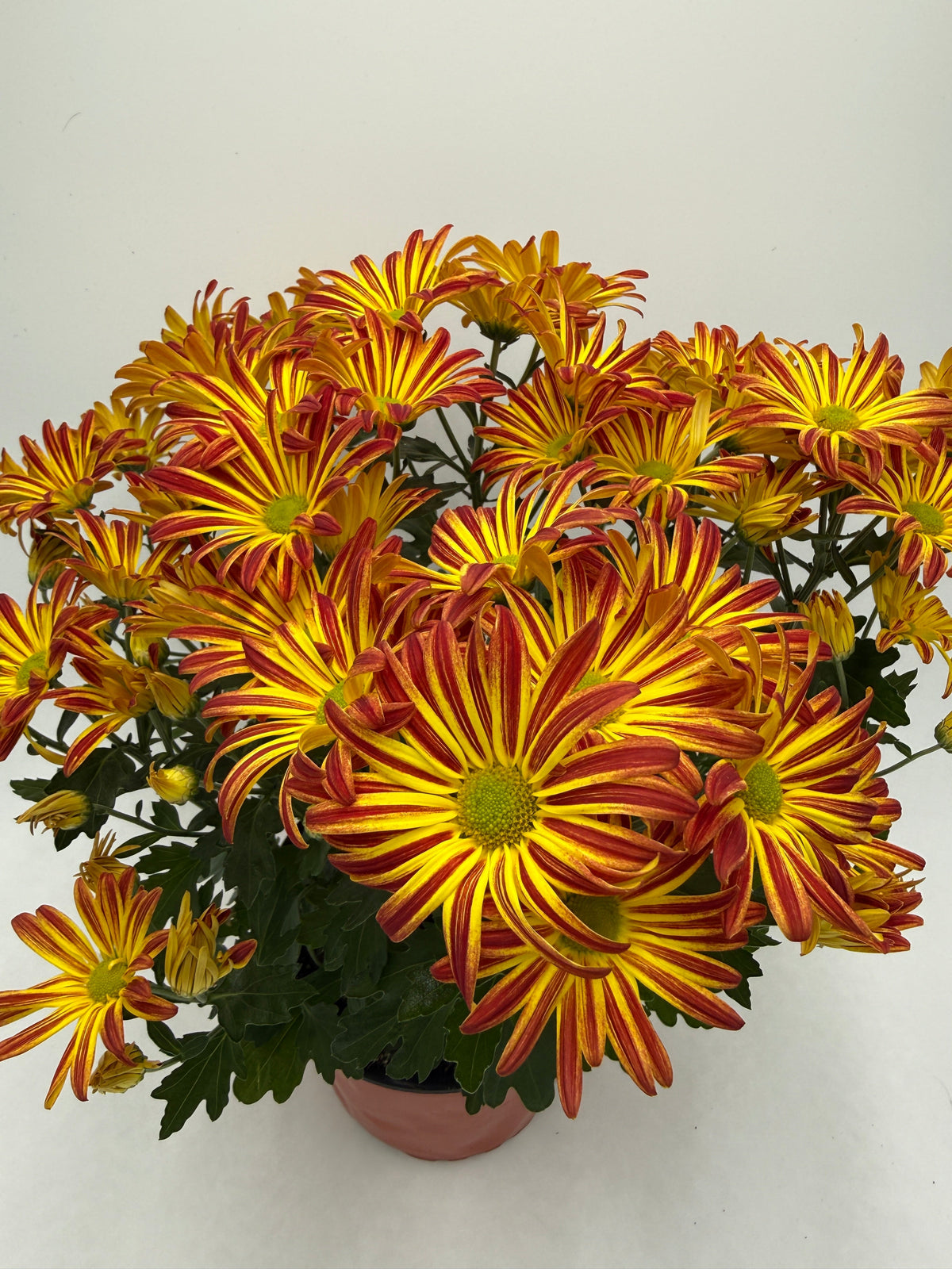 Mums (Chrysanthemum)