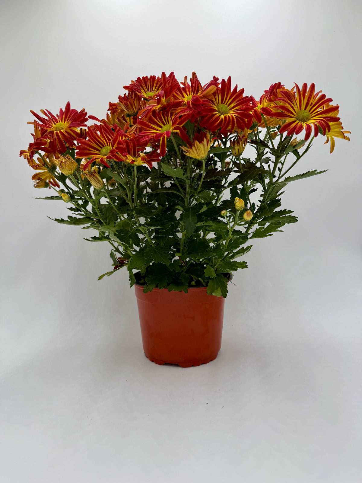 Mums (Chrysanthemum)