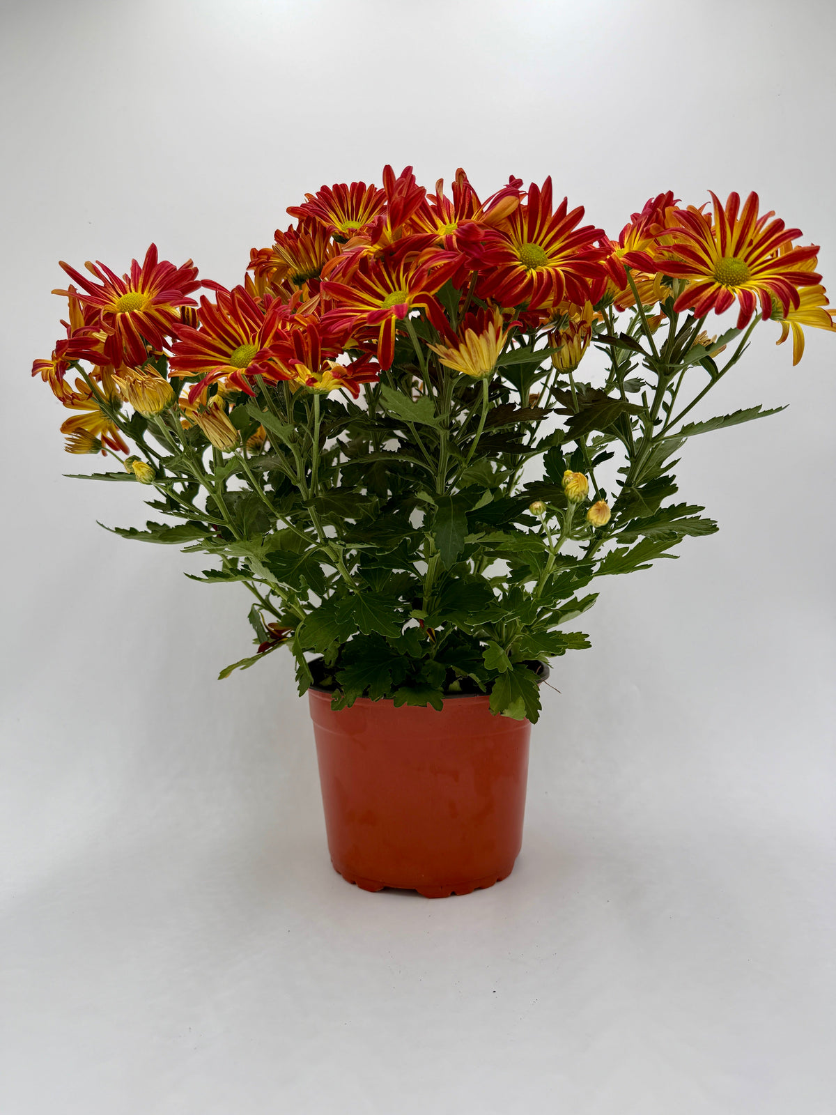 Mums (Chrysanthemum)
