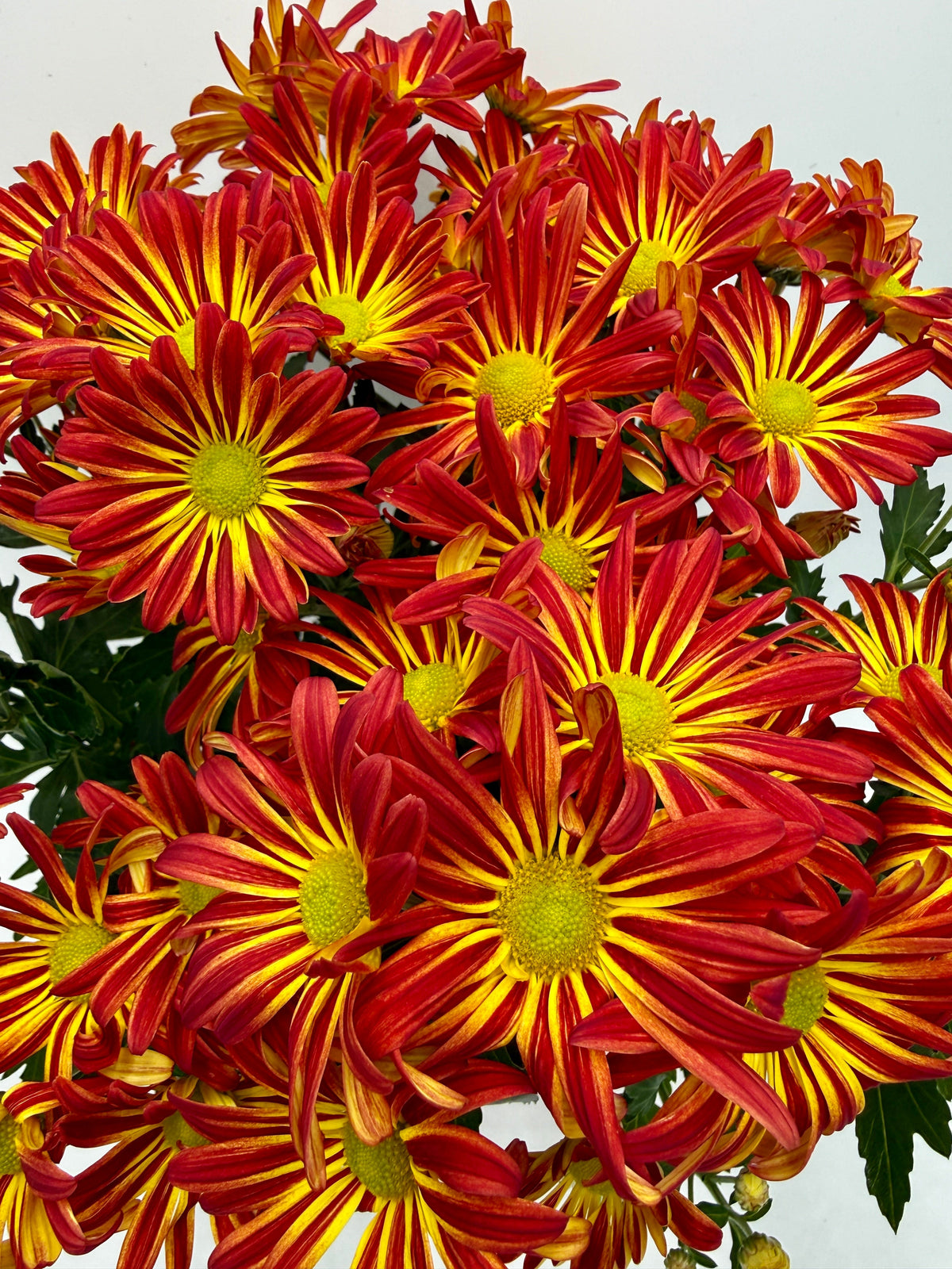 Mums (Chrysanthemum)