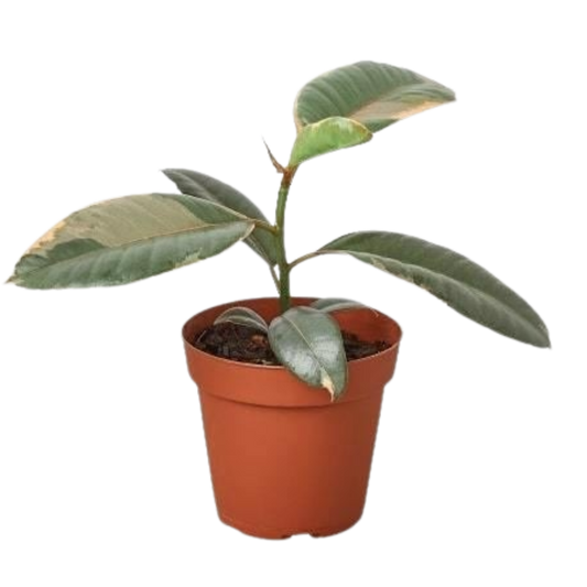 Ficus Elastica 'Ruby Pink' - 6" Pot - NURSERY POT ONLY