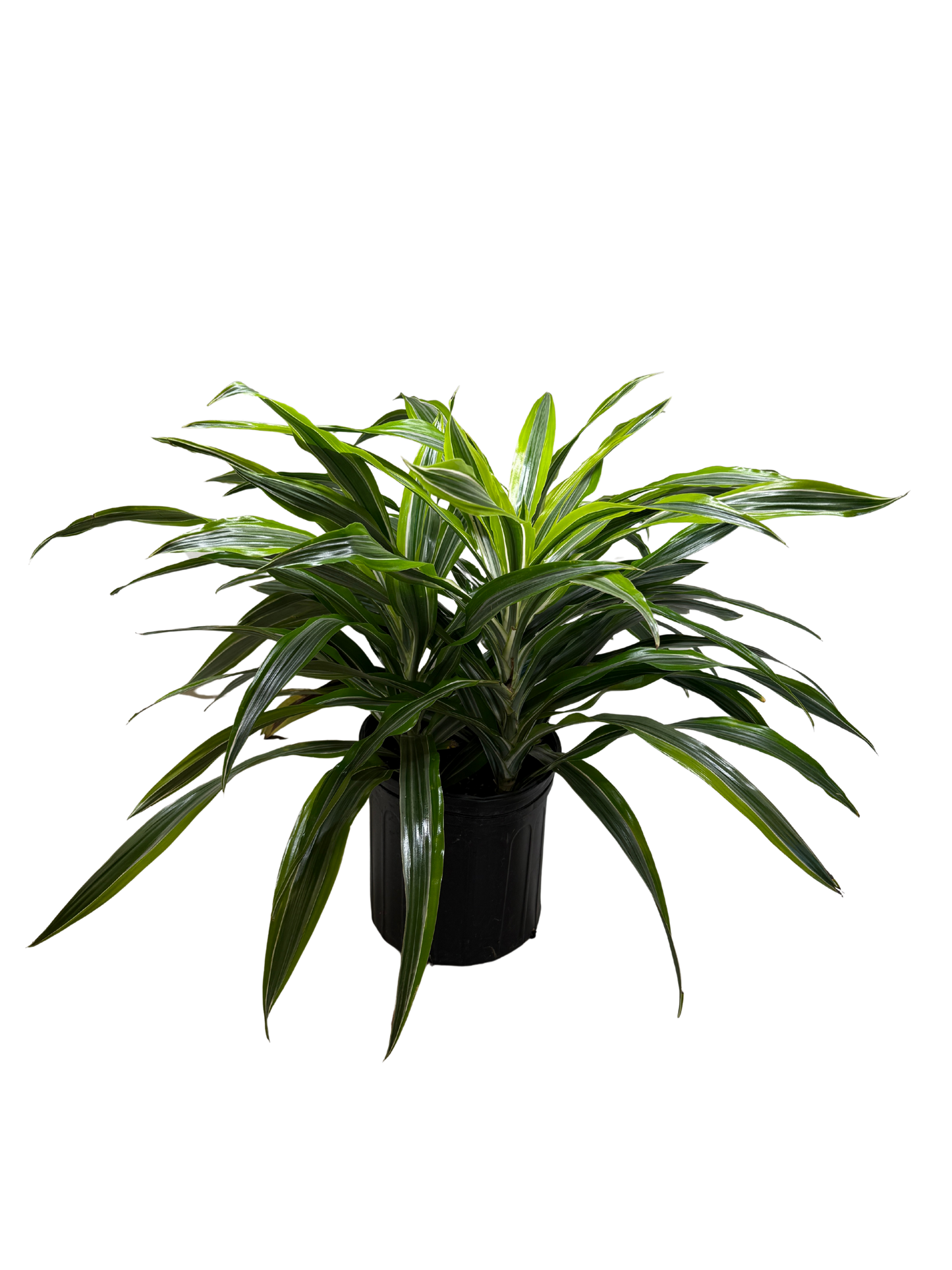 Dracaena 'Lemon Lime'